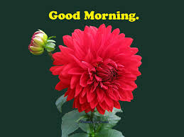 Share the best good morning quotes wishes for him and her. Good Morning Flowers Good Morning Fun