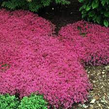 creeping thyme drought resistant thymus