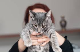 Hat deine katze blut im stuhl? Katze Hat Wurmer 13 Wichtige Fragen Und Antworten Zur Entwurmung Von Katzen Katzenkram