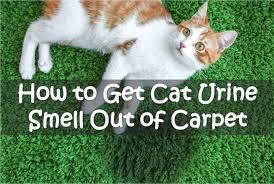 how to get cat out of carpet
