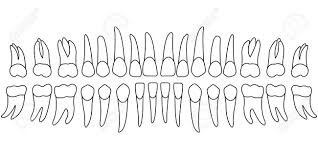 Teeth Chart Tooth The Front Side Of A Persons Teeth Chart