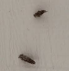 How To Get Rid Of Plaster Bagworms