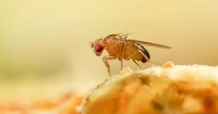 Disgusting Reason Fruit Flies Keep
