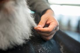 dog hair loss home remes 2023 rexipets