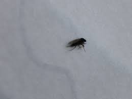 tiny black flies all over house help
