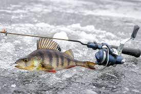 Ice Fishing For Perch A Beginner S Guide