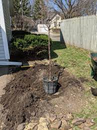 Planting Trees And Shrubs In Clay Or