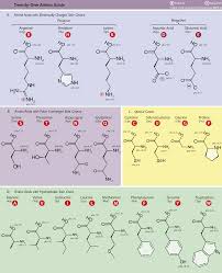 Amino Acid Study Guide Structure And Function Albert Io