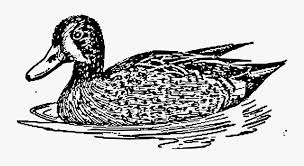 Our database contains over 16 million of free png images. Transparent Mallard Duck Clipart Black And White Duck In Water Vector Png Free Transparent Clipart Clipartkey