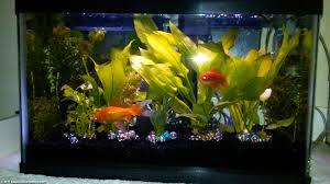 10 gallon aquarium dimensions size