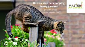 how to stop cats pooing in my garden