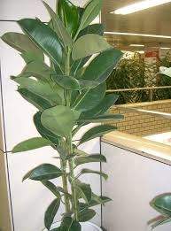 grow rubber plants indoors or outdoors