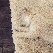 the 8 best moments of dog camouflage