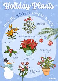 poinsettias poisonous to dogs and cats