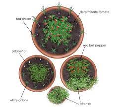 Grow A Salsa Garden In Containers