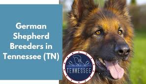 Here at preferable pups, we work extra hard to only add the best section of dog breeders and puppies in tennessee. 32 German Shepherd Breeders In Tennessee Tn German Shepherd Puppies For Sale Animalfate