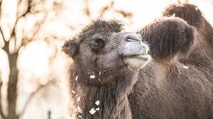 Speak to the people living by the loch. Join Noemie The Camel As She Explores The Zoo Zoological Society Of London Zsl