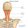 The back muscles stabilize and move the vertebral column, and are grouped according to the lengths and. 1