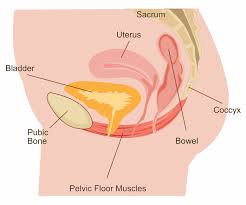 pelvic floor anatomy and function