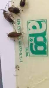 Unfortunately, pests are also eager to make themselves. Mid Central Pest Control Home Facebook