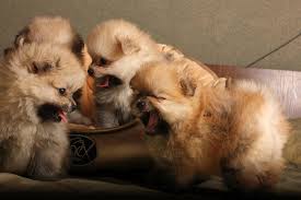 pomeranian puppies free stock photo