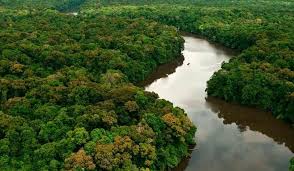 Dia da Amazônia - O que é e por que se comemora em 5 de setembro?