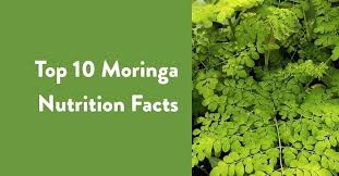 Inside Moringa: Reviews, Guides & Research