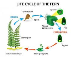 how do non flowering plants reproduce
