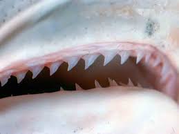Their jaws house rows of 24 almost identical teeth that are shaped like circular saws, with curved cusps. Northeast Fisheries Science Center Photo Gallery Shark Teeth