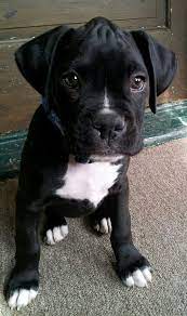 Boxer puppies for sale 2 males and 3 females. Pin On Puppy Love
