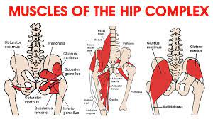 This deep muscle begins in the low back and pelvis and connects on the inside edge of the upper femur. Pin On Health