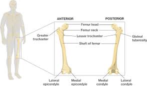 However, cartilage is composed of type ii. Bones Of The Lower Limbs Course Hero