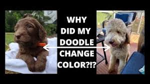 Mini f1b golden doodle puppies grow so fast. Why Do Goldendoodles Change Color Doodle Questions Answered Youtube