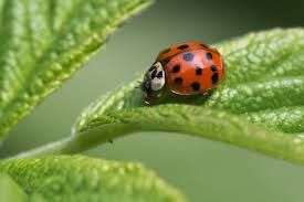 how to control asian lady beetles