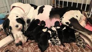 • the owner sold them for thousands of dollars but kept the. Rescued Great Dane New Mom To 13 Puppies In Bakersfield Kbak