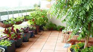 Terrace Gardening In Bangalore
