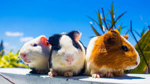 guinea pig wallpapers top 35 best