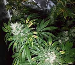 As the marijuana plant grows its root grow outwards. How To Stop Flowering Stage Nutrient Deficiencies Grow Weed Easy
