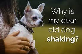 is your dear old dog shaking 11