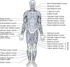 The visible human project is a fantastic tool that. Pin On Anatomy