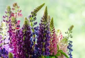 grow and care for lupine flowers