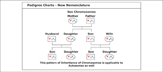 Pedigree Charts New Nomenclature The Inheritance Of Sex