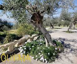 Olive Trees Garden Olive Trees
