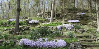 how to incorporate creeping phlox into