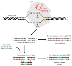 crispr cas9 based genome editing