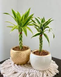 Lucky Bamboo Plant For Home Know