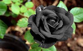 black rose romance rose bonito