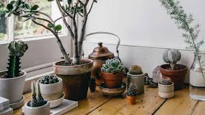 how to care for succulents and not