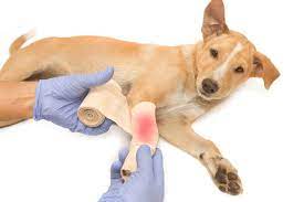 how to treat 3 common dog wounds and a