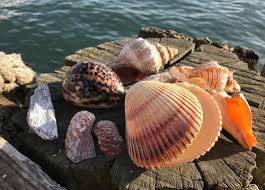 Seashells For Sale Buy Sea Shells From The Uk Large And